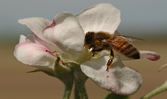 AppleBlossomBee