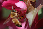 DogwoodBee