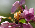 LilacBee